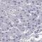 AT-Rich Interaction Domain 3A antibody, PA5-52106, Invitrogen Antibodies, Immunohistochemistry frozen image 