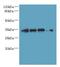 DnaJ Heat Shock Protein Family (Hsp40) Member C17 antibody, LS-C379648, Lifespan Biosciences, Western Blot image 