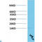 Transthyretin antibody, LS-C813257, Lifespan Biosciences, Western Blot image 