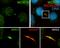 WD Repeat Domain 19 antibody, 13647-1-AP, Proteintech Group, Immunofluorescence image 