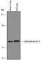 Carboxylesterase 3 antibody, PA5-47802, Invitrogen Antibodies, Western Blot image 