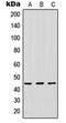 Indoleamine 2,3-Dioxygenase 1 antibody, orb214108, Biorbyt, Western Blot image 