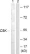 C-Terminal Src Kinase antibody, LS-C117597, Lifespan Biosciences, Western Blot image 