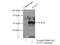 Sorting Nexin 17 antibody, 10275-1-AP, Proteintech Group, Immunoprecipitation image 
