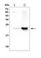 CD3 antibody, A02765-2, Boster Biological Technology, Western Blot image 