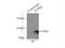 Protein Tyrosine Phosphatase Receptor Type S antibody, 13008-1-AP, Proteintech Group, Immunoprecipitation image 