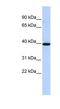 Neuromedin B Receptor antibody, NBP1-59024, Novus Biologicals, Western Blot image 