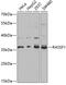 Ras association domain-containing protein 1 antibody, GTX54696, GeneTex, Western Blot image 