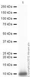 C-X-C Motif Chemokine Ligand 10 antibody, ab9807, Abcam, Western Blot image 