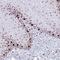 Histone Cluster 4 H4 antibody, NBP2-54695, Novus Biologicals, Immunohistochemistry frozen image 