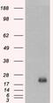 BAALC Binder Of MAP3K1 And KLF4 antibody, 45-313, ProSci, Enzyme Linked Immunosorbent Assay image 