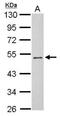 Pregnancy Specific Beta-1-Glycoprotein 3 antibody, NBP2-19978, Novus Biologicals, Western Blot image 