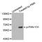 Paxillin antibody, STJ22362, St John