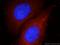 G2 And S-Phase Expressed 1 antibody, 21319-1-AP, Proteintech Group, Immunofluorescence image 