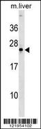 Noggin antibody, 59-664, ProSci, Western Blot image 