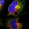 Ankyrin Repeat Domain 40 antibody, HPA021668, Atlas Antibodies, Immunofluorescence image 