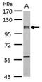 F4/80 antibody, PA5-21399, Invitrogen Antibodies, Western Blot image 