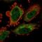 Tubulin Delta 1 antibody, NBP1-87390, Novus Biologicals, Immunofluorescence image 