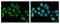 Sorting Nexin 5 antibody, NBP2-20449, Novus Biologicals, Immunofluorescence image 