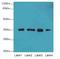 Fumarylacetoacetate Hydrolase Domain Containing 2A antibody, A66294-100, Epigentek, Western Blot image 