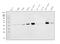 Isocitrate Dehydrogenase (NADP(+)) 2, Mitochondrial antibody, M00510-3, Boster Biological Technology, Western Blot image 