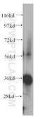 Nitrilase 1 antibody, 14380-1-AP, Proteintech Group, Western Blot image 