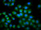 Thiamin Pyrophosphokinase 1 antibody, orb422644, Biorbyt, Immunofluorescence image 