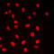 CAMP Responsive Element Binding Protein 1 antibody, GTX56252, GeneTex, Immunofluorescence image 