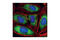 Eukaryotic Translation Initiation Factor 4 Gamma 1 antibody, 2469T, Cell Signaling Technology, Immunofluorescence image 