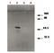 Matrix metalloproteinase-3 antibody, TA353337L, Origene, Western Blot image 