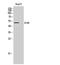 Dopamine Receptor D1 antibody, STJ92642, St John