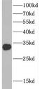 SCP1 antibody, FNab02050, FineTest, Western Blot image 