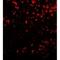 COMM Domain Containing 7 antibody, NBP2-42124, Novus Biologicals, Immunofluorescence image 