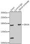 SIN3 Transcription Regulator Family Member A antibody, GTX32874, GeneTex, Immunoprecipitation image 