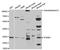 TPS1 antibody, STJ25946, St John