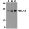 TNF Superfamily Member 15 antibody, PA1-32468, Invitrogen Antibodies, Western Blot image 