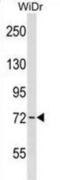 Wee1-like protein kinase antibody, abx030713, Abbexa, Western Blot image 