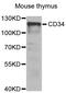 CD34 antibody, LS-B15341, Lifespan Biosciences, Western Blot image 