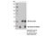 Sodium Voltage-Gated Channel Beta Subunit 2 antibody, 13966S, Cell Signaling Technology, Immunoprecipitation image 