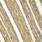 Caspase 7 antibody, 13-263, ProSci, Immunohistochemistry frozen image 