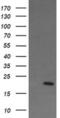 Anaphase Promoting Complex Subunit 11 antibody, MA5-26262, Invitrogen Antibodies, Western Blot image 