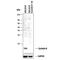 Cystatin B antibody, MAB1408, R&D Systems, Western Blot image 