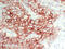 Trefoil Factor 1 antibody, LS-C744587, Lifespan Biosciences, Immunohistochemistry frozen image 
