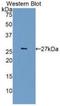 Cyclin Dependent Kinase 5 antibody, LS-C314211, Lifespan Biosciences, Western Blot image 