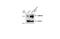 Charged Multivesicular Body Protein 2B antibody, NBP2-15887, Novus Biologicals, Western Blot image 