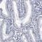 Cysteine Rich Secretory Protein 2 antibody, HPA031248, Atlas Antibodies, Immunohistochemistry frozen image 
