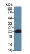 BH3 Interacting Domain Death Agonist antibody, LS-C297040, Lifespan Biosciences, Western Blot image 
