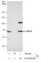 Replication Protein A1 antibody, GTX108749, GeneTex, Immunoprecipitation image 