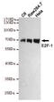 E2F-1 antibody, MBS475158, MyBioSource, Western Blot image 