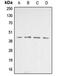 Beta-Actin antibody, MBS821786, MyBioSource, Western Blot image 